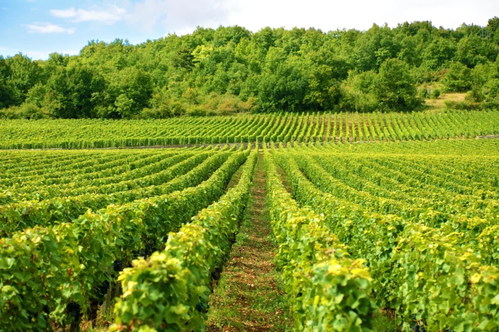 Agricultura