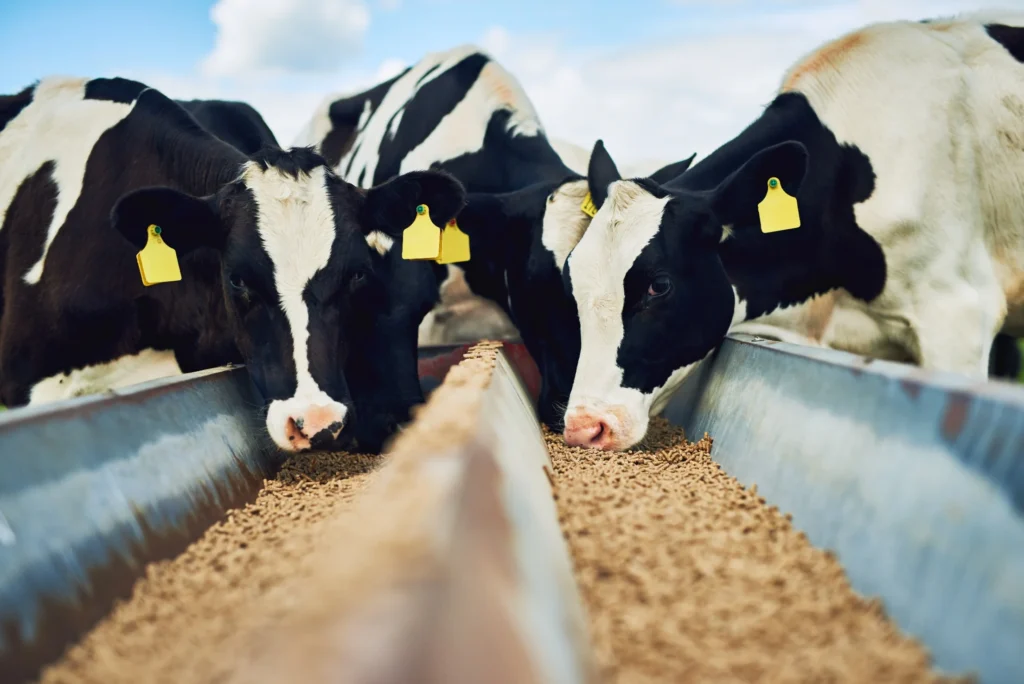Alimentación animal